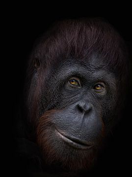 Funny orangutan face