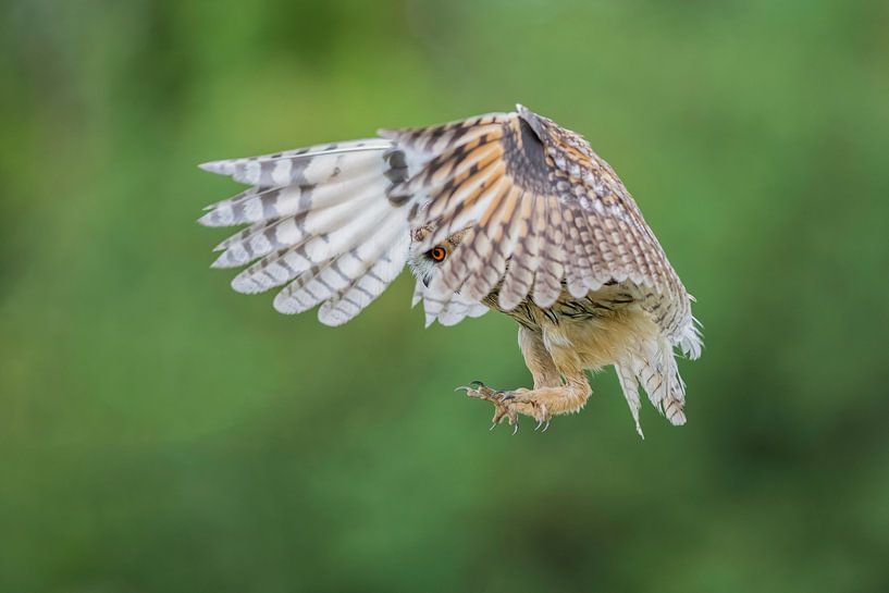 Long-eared owl looking through feathers by Larissa Rand