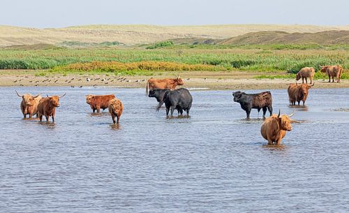 Schotse Hooglanders op Texel.