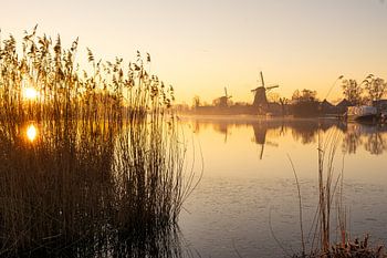 mills in the golden light