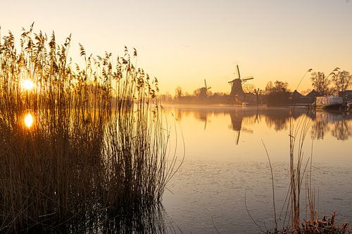 molens in het gouden licht