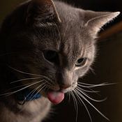 mees heuij Profile picture