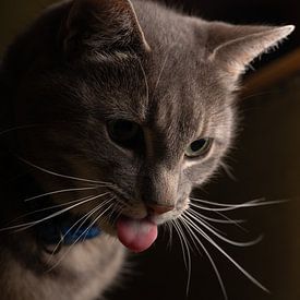 mees heuij Profile picture