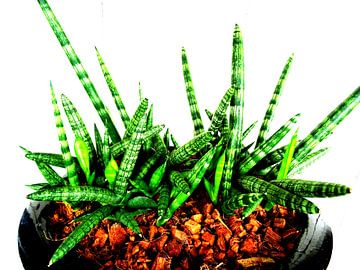 Kamerplant: Sansevieria Cylindrica Shabiki 1 von MoArt (Maurice Heuts)