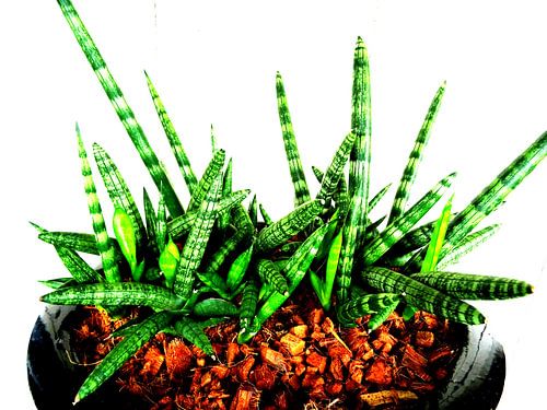 Kamerplant: Sansevieria Cylindrica Shabiki 1