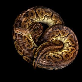 Medusa von Hennie Zeij