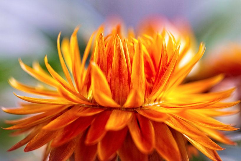 Strawflower by Rob Boon