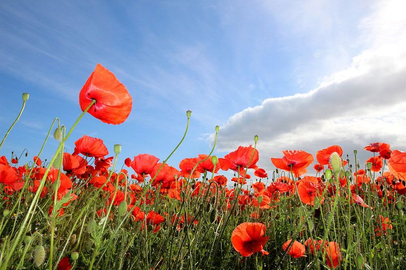 Gaudy poppy van Ostsee Bilder