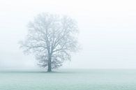 One tree, one world. by Davy Sleijster thumbnail