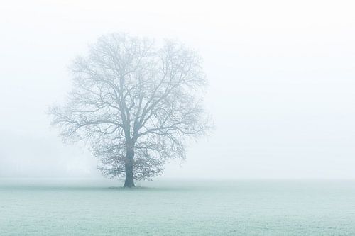 One tree, one world. by Davy Sleijster