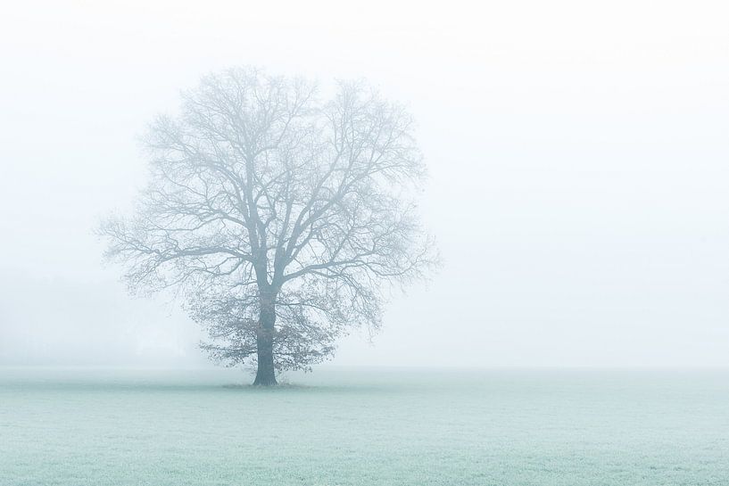 One tree, one world. par Davy Sleijster