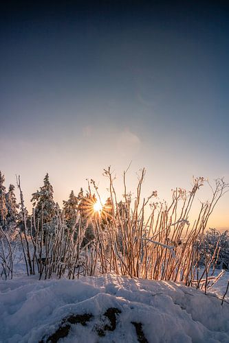 Besneeuwd landschap met zonneschijn en warme kleuren