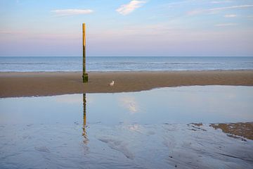 Mouette au pôle sur la plage sur Johan Vanbockryck