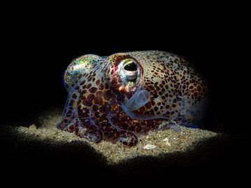 Bobtail squid in the spotlight by René Weterings