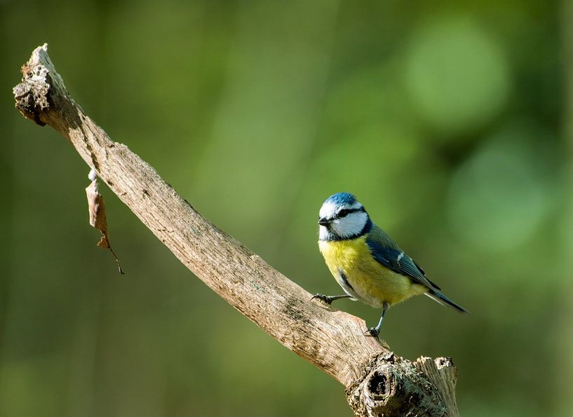 Titmouse by Roy IJpelaar