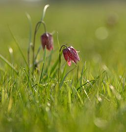 Kiebitzblume auf dem Gebiet