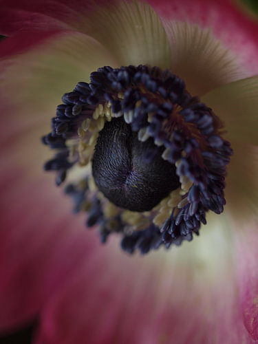 Anemoon roze