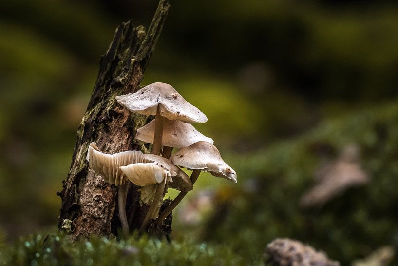 Paddenstoelen by Cor Pot
