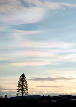 Boom met regenboogwolken | Scandinavie Landschapsfotografie