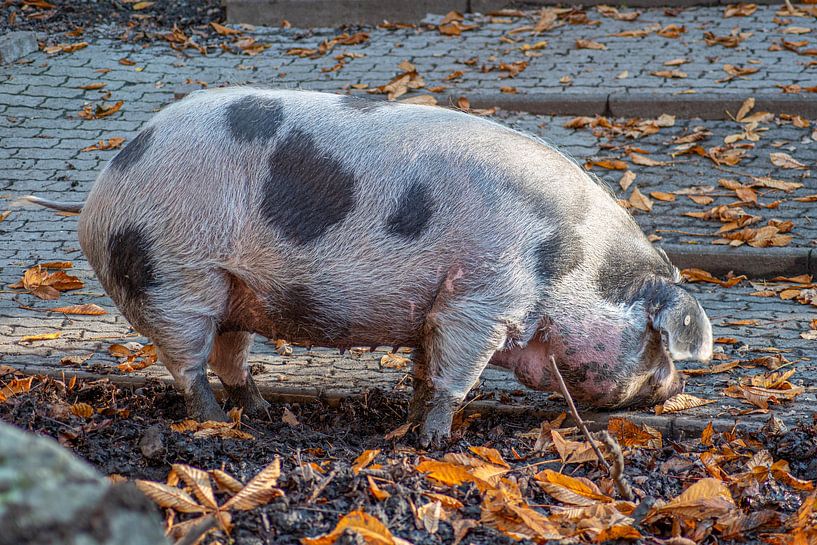 Pig von Tomas S.