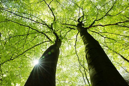 Eins mit den Bäumen von Marianne Klok