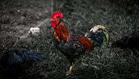 Bunter Hahn im Gras (gallus gallus domesticus)