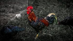 Coq coloré dans l'herbe (gallus gallus domesticus)