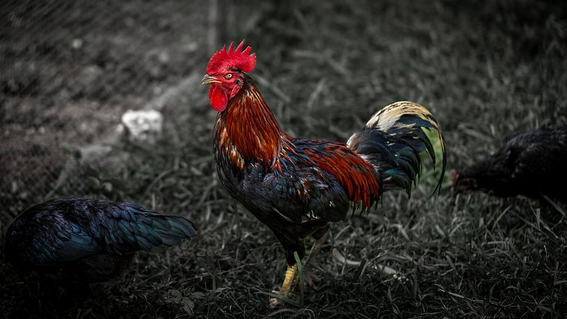 Bunter Hahn im Gras (gallus gallus domesticus) von Franklin Driessen