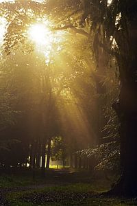 magical light von Dirk van Egmond