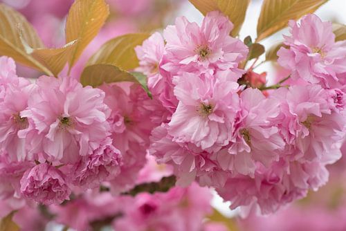 Lente bloesem, close up van de kleine bloemetjes van Jolanda de Jong-Jansen