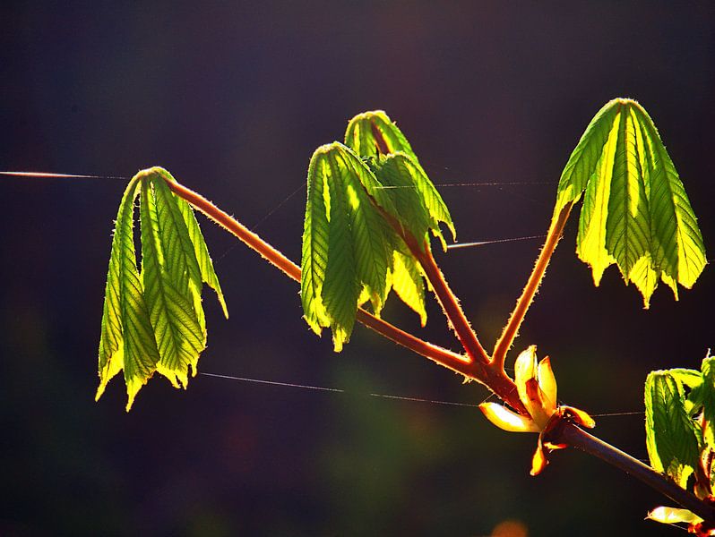 Déploiement par Edgar Schermaul