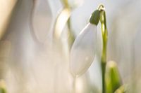 Schneeglöckchen im Vorfrühling