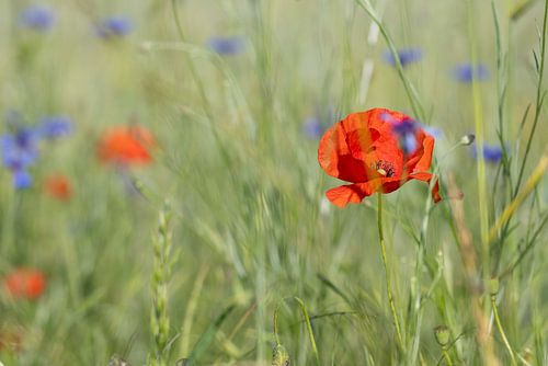 papaver