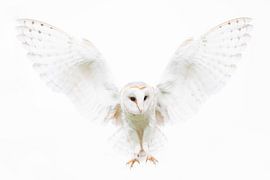 Barn owl praying as an angel.