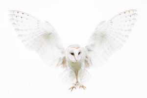Une chouette effraie priant comme un ange.
