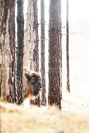 Des sages dans les dunes du Kraansvlak du Kennemerland du sud sur Jeroen Stel