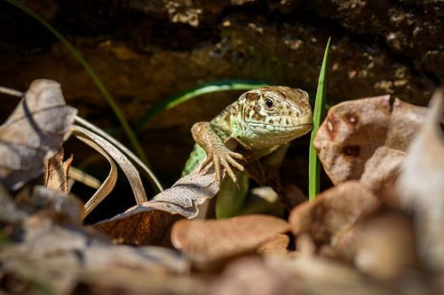 Groen zand hagedis tussen de bladeren op de grond