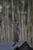 Neugieriges Erdmännchen