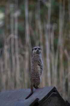 Curious meerkat