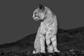 Kat in zwart-wit in het kale landschap van Fuerteventura. van Harrie Muis