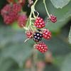 Dutch Blackberries von sandra  workala