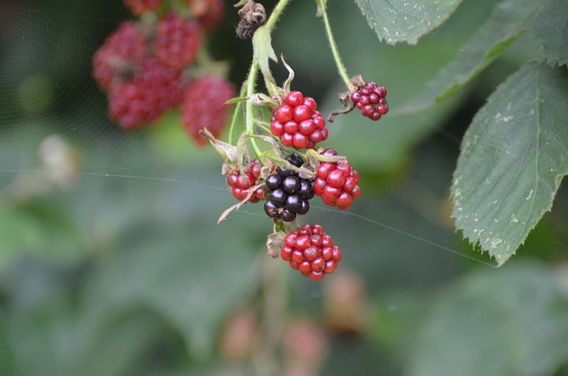 Dutch Blackberries van sandra  workala