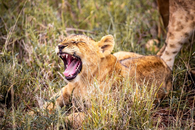 Lion, lion cub yawning in the grass by Fotos by Jan Wehnert