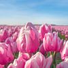 Rosa Tulpen von Rob van der Wal