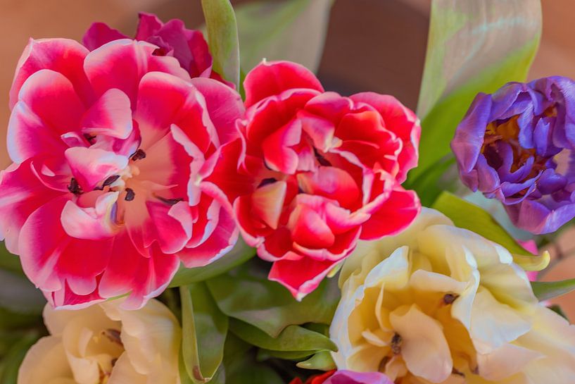 Der Tulpenstrauß von Photoart-Naegele