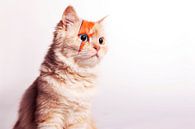 David Bowie, Katzenporträt von Maxime Jaarsveld Miniaturansicht