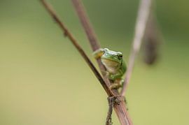 Laubfrosch bereit zum Sprung von Ans Bastiaanssen