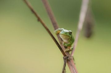 Tree frog ready to jump by Ans Bastiaanssen