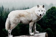 Wolf Forest by Mateo thumbnail