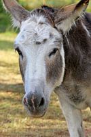Donkey